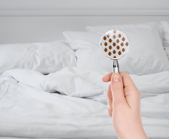 AA King Star aplica os melhores tratamentos em seus colchões para proteger a sua saúde enquanto você dorme.